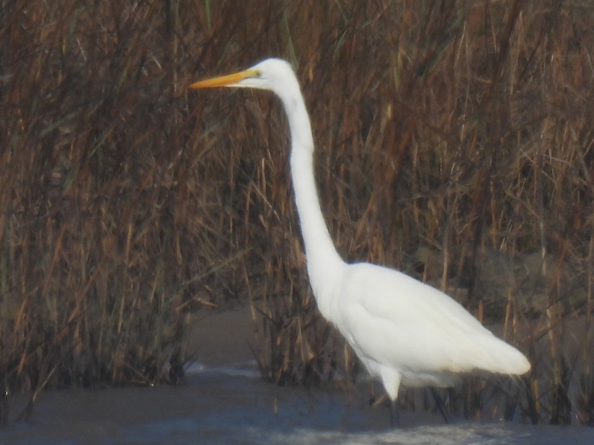 volavka bílá - ML647600551