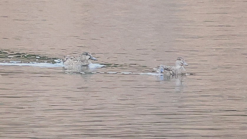 čírka obecná - ML647600552