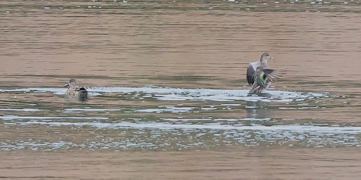 čírka obecná - ML647600553