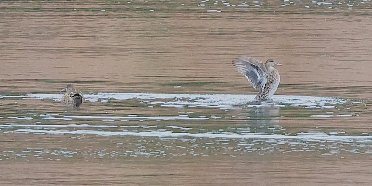 čírka obecná - ML647600554