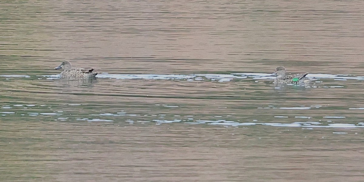 čírka obecná - ML647600555