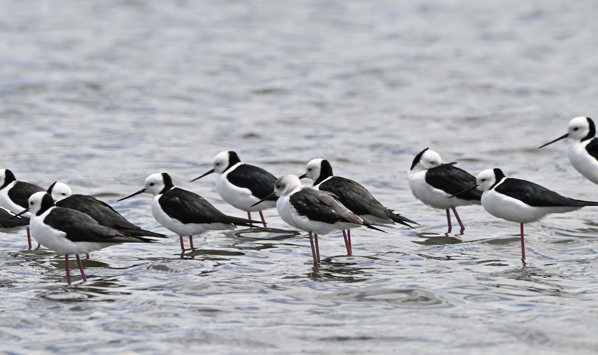 pisila bělohlavá - ML647600556