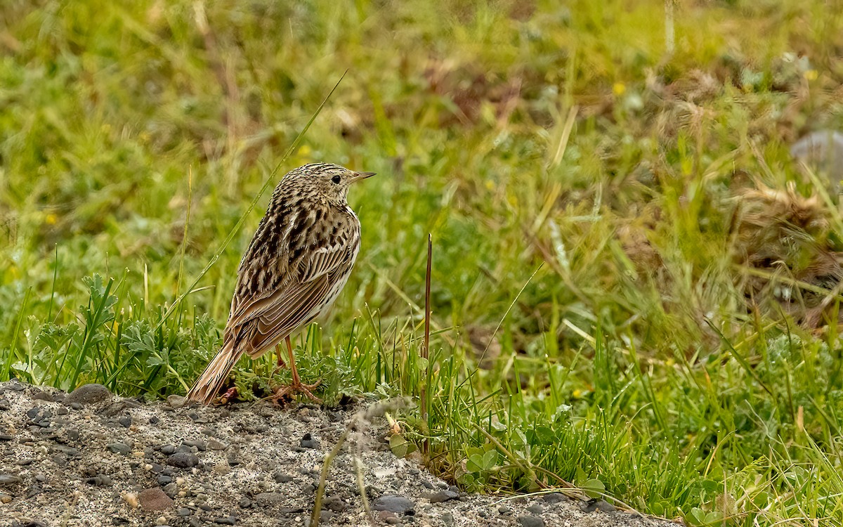 Bisbita Correndera (Continental) - ML647600565