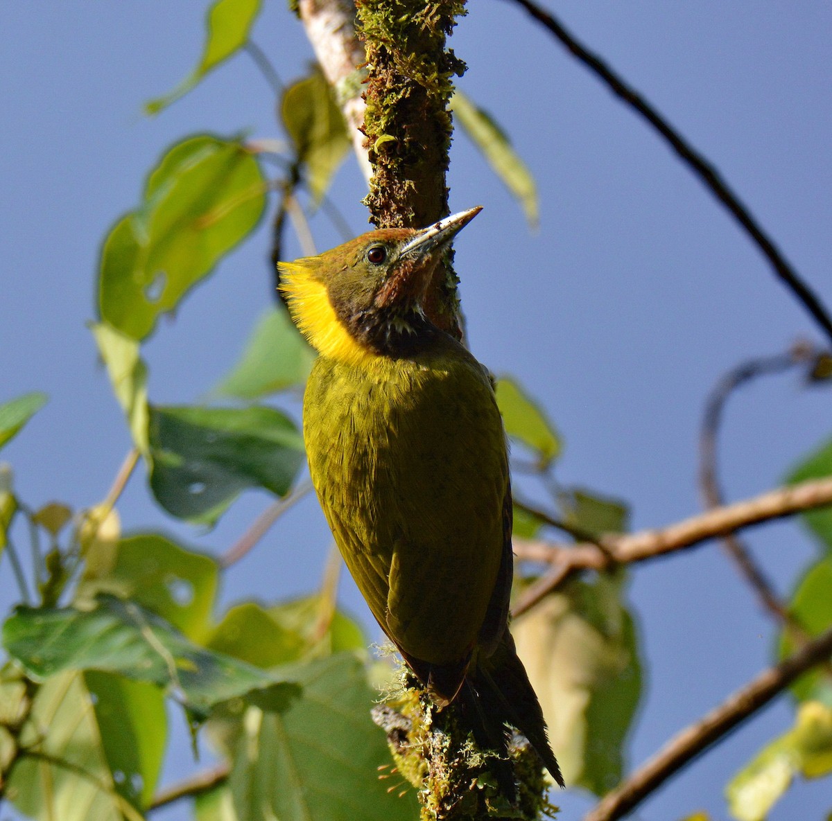 gultoppspett - ML647600590