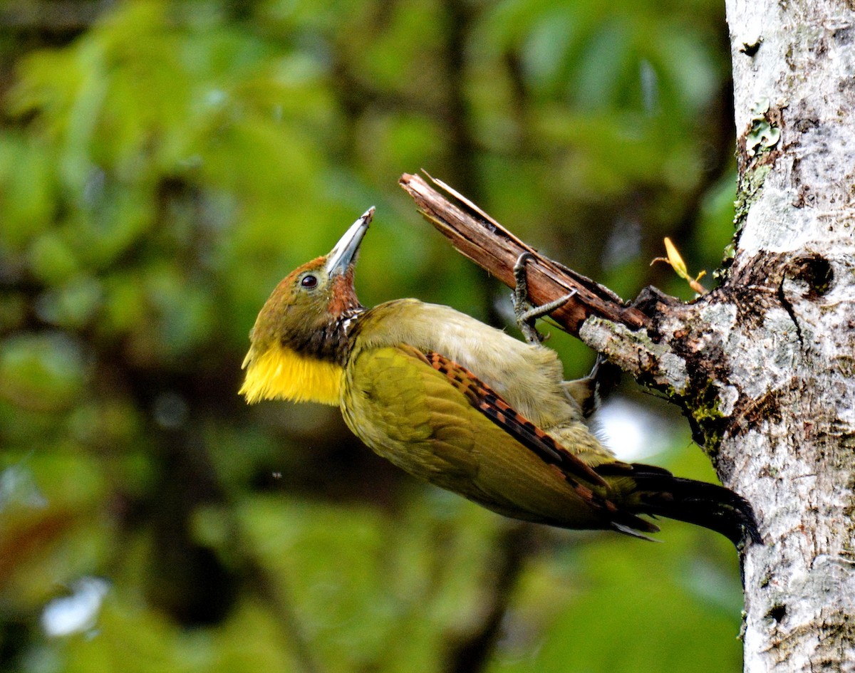 gultoppspett - ML647600592