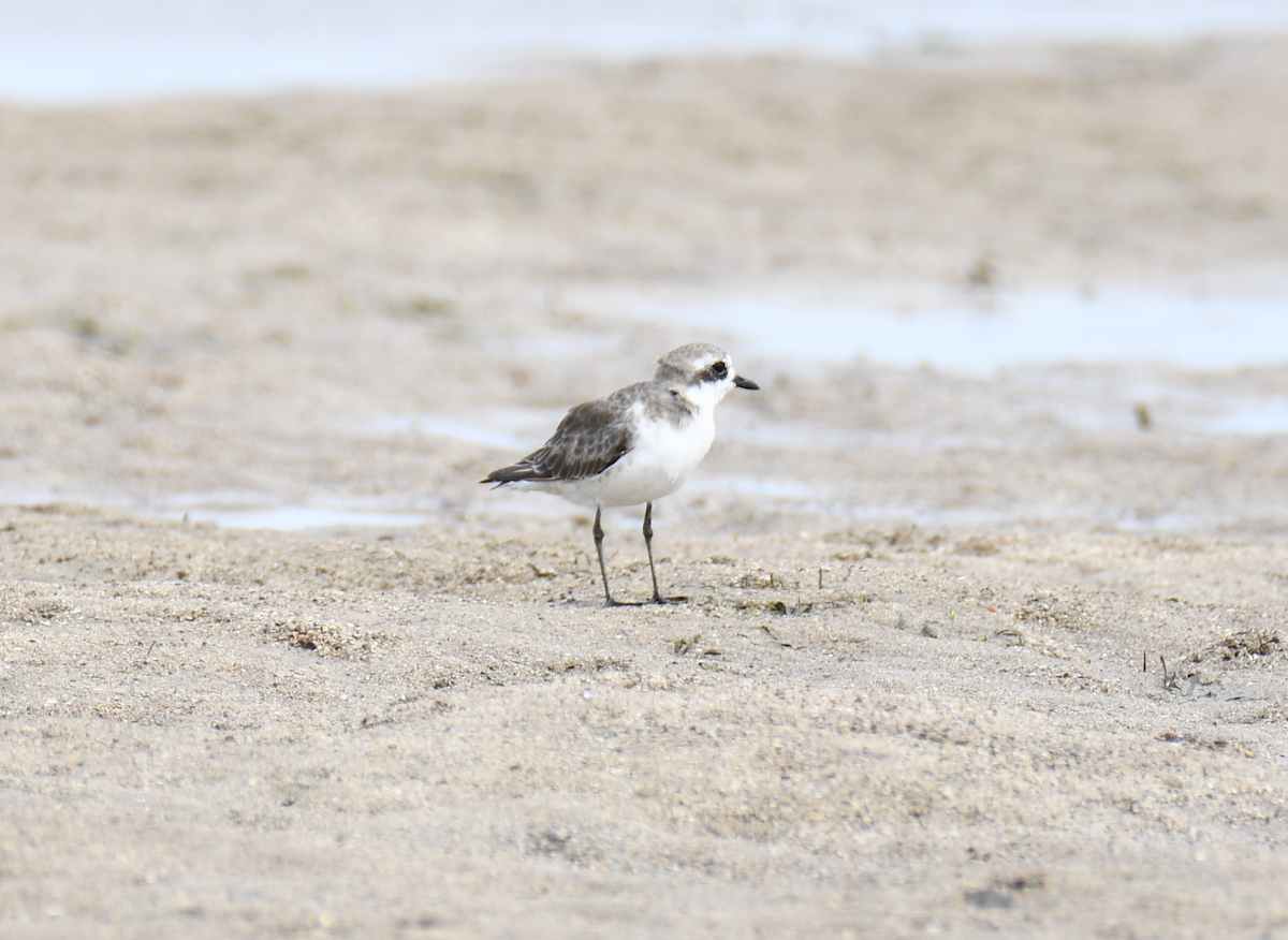 kamtsjatkalo - ML647600596