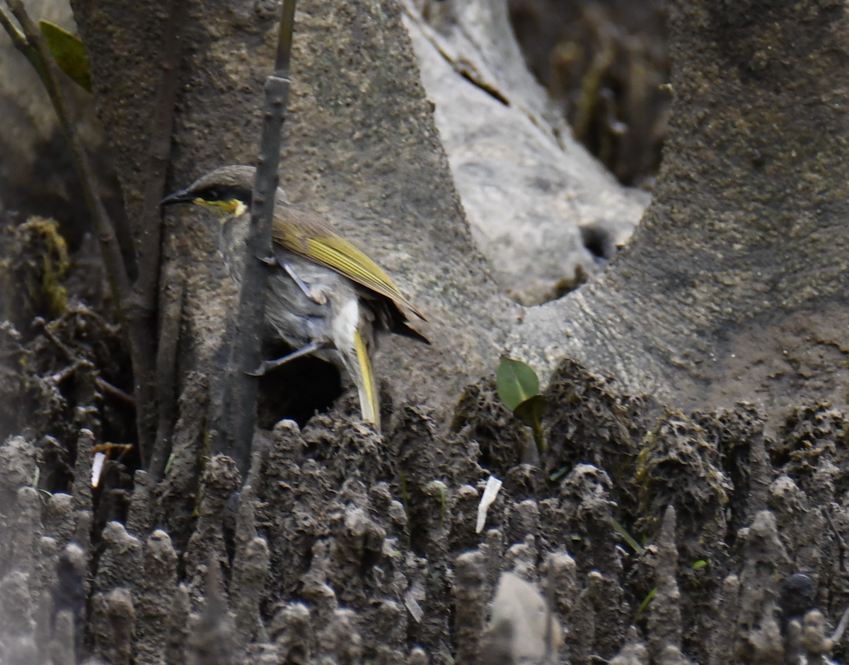 mangrovehonningeter - ML647600597