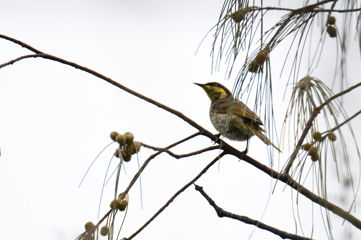 mangrovehonningeter - ML647600598