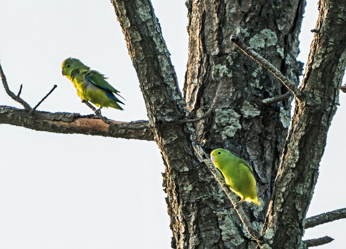 koboltpapitt - ML647600599