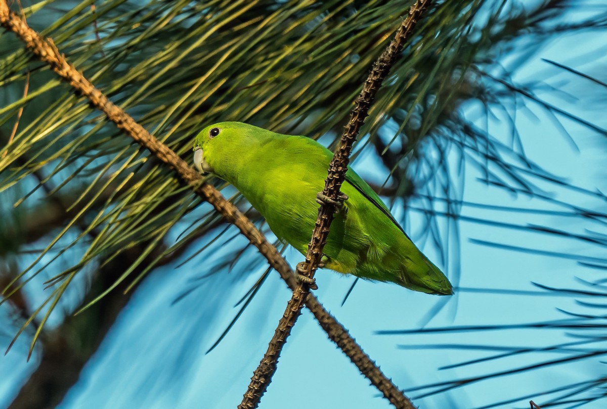 koboltpapitt - ML647600600