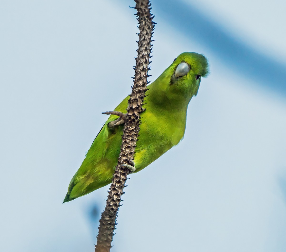 koboltpapitt - ML647600601