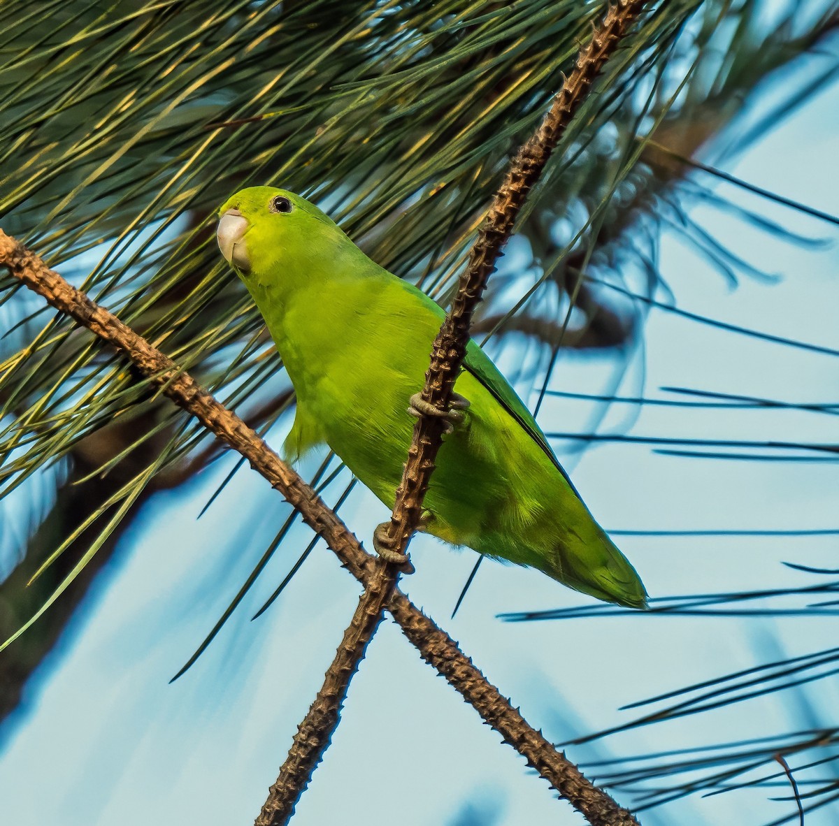 koboltpapitt - ML647600602