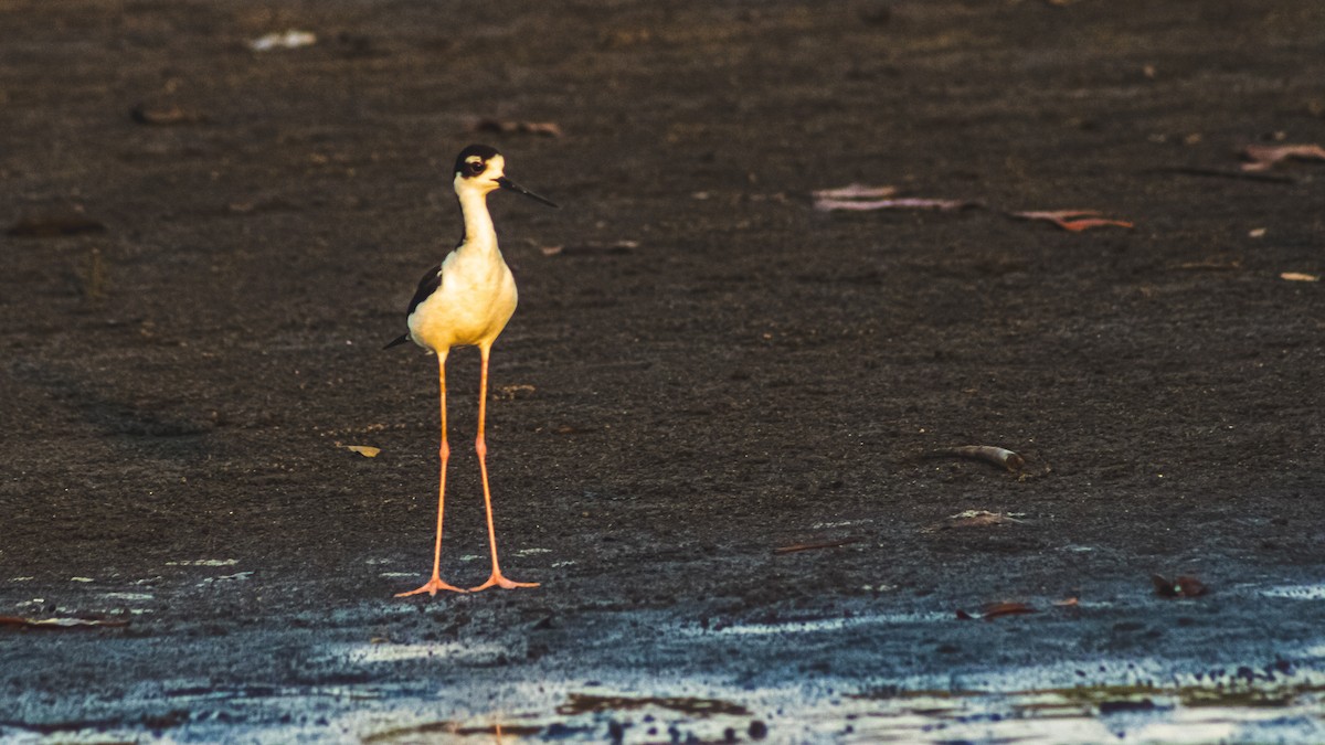 svartkronestylteløper - ML647600604