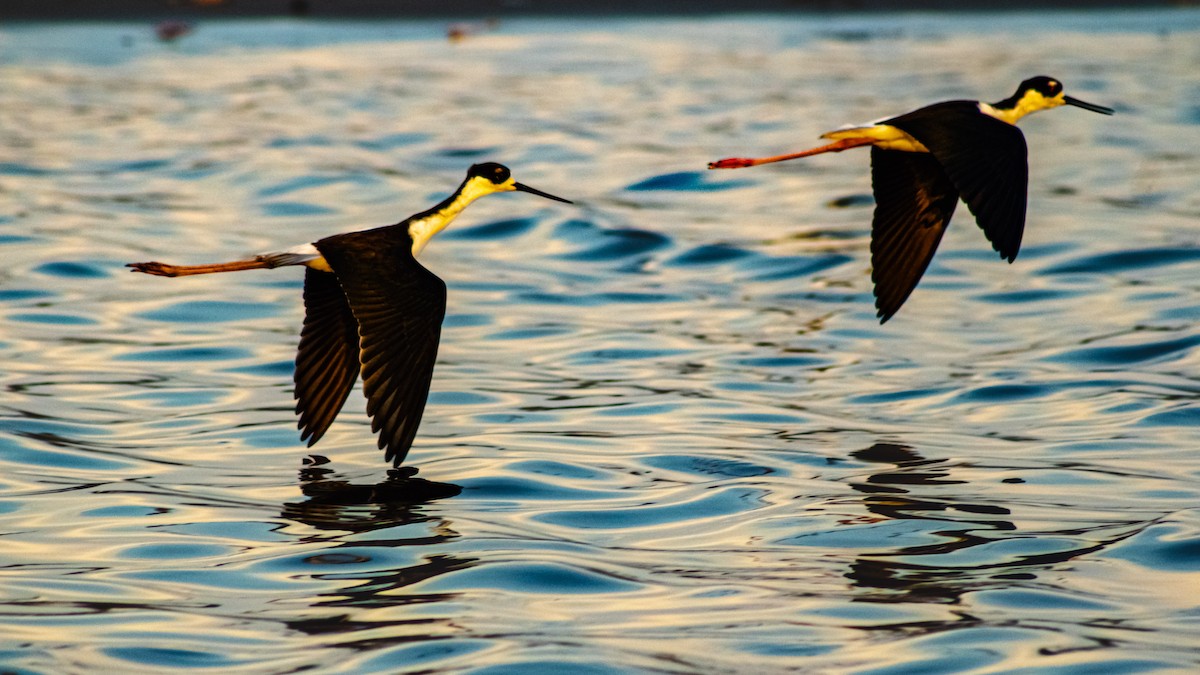 svartkronestylteløper - ML647600605