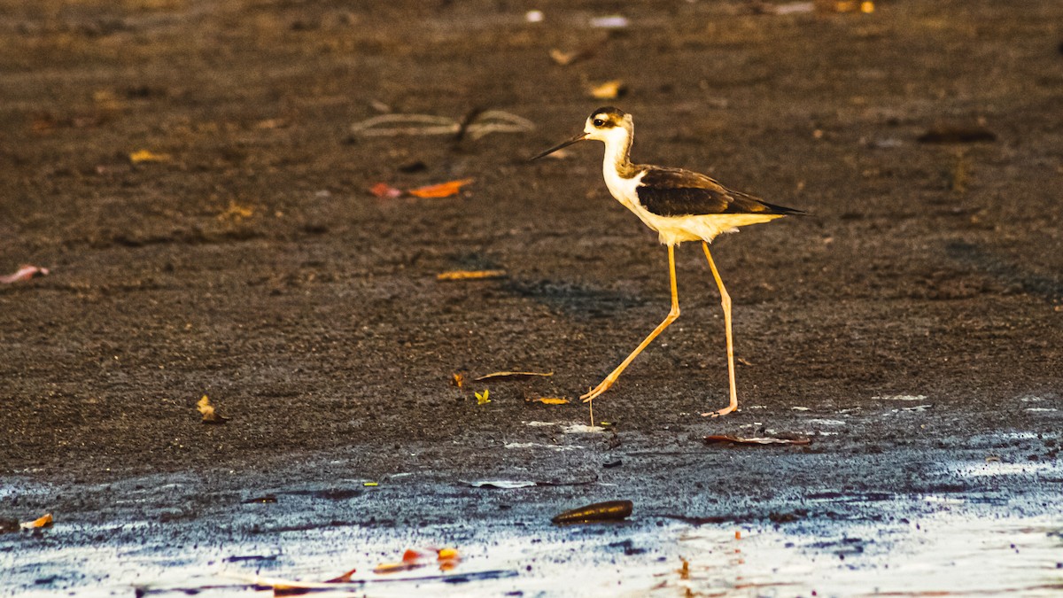 svartkronestylteløper - ML647600606