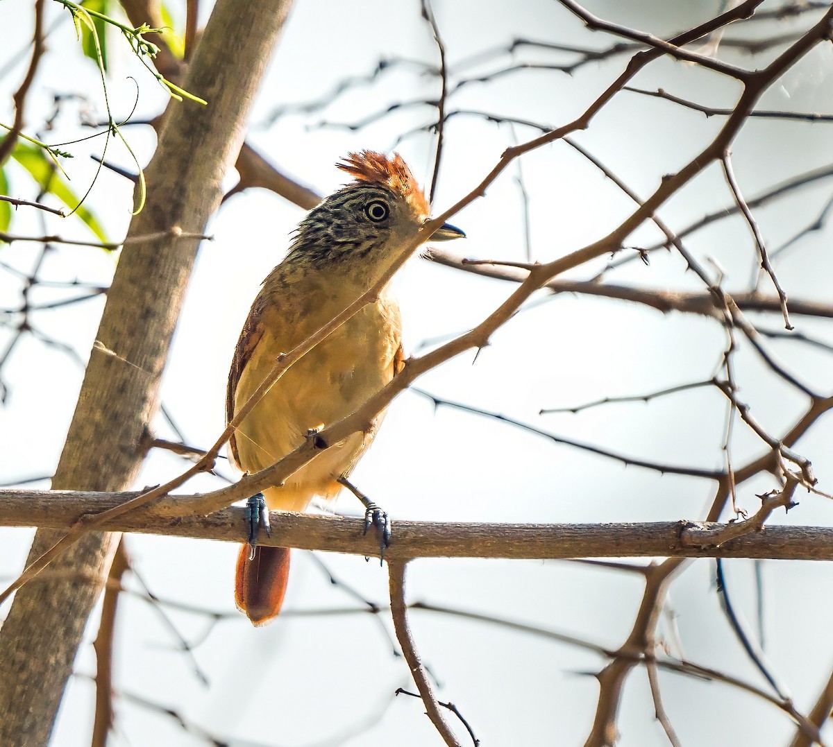 båndmaurvarsler - ML647600609