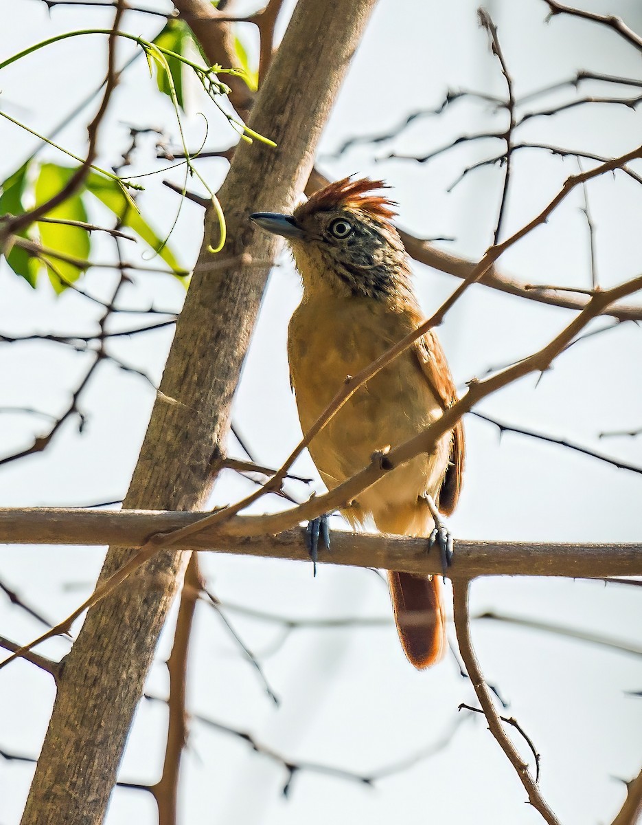 båndmaurvarsler - ML647600610