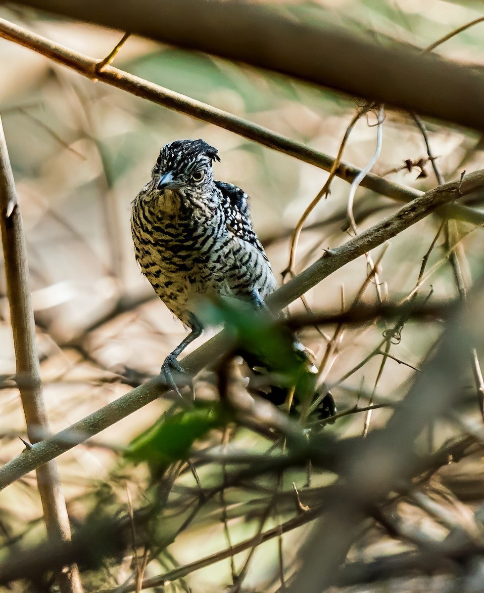 båndmaurvarsler - ML647600611