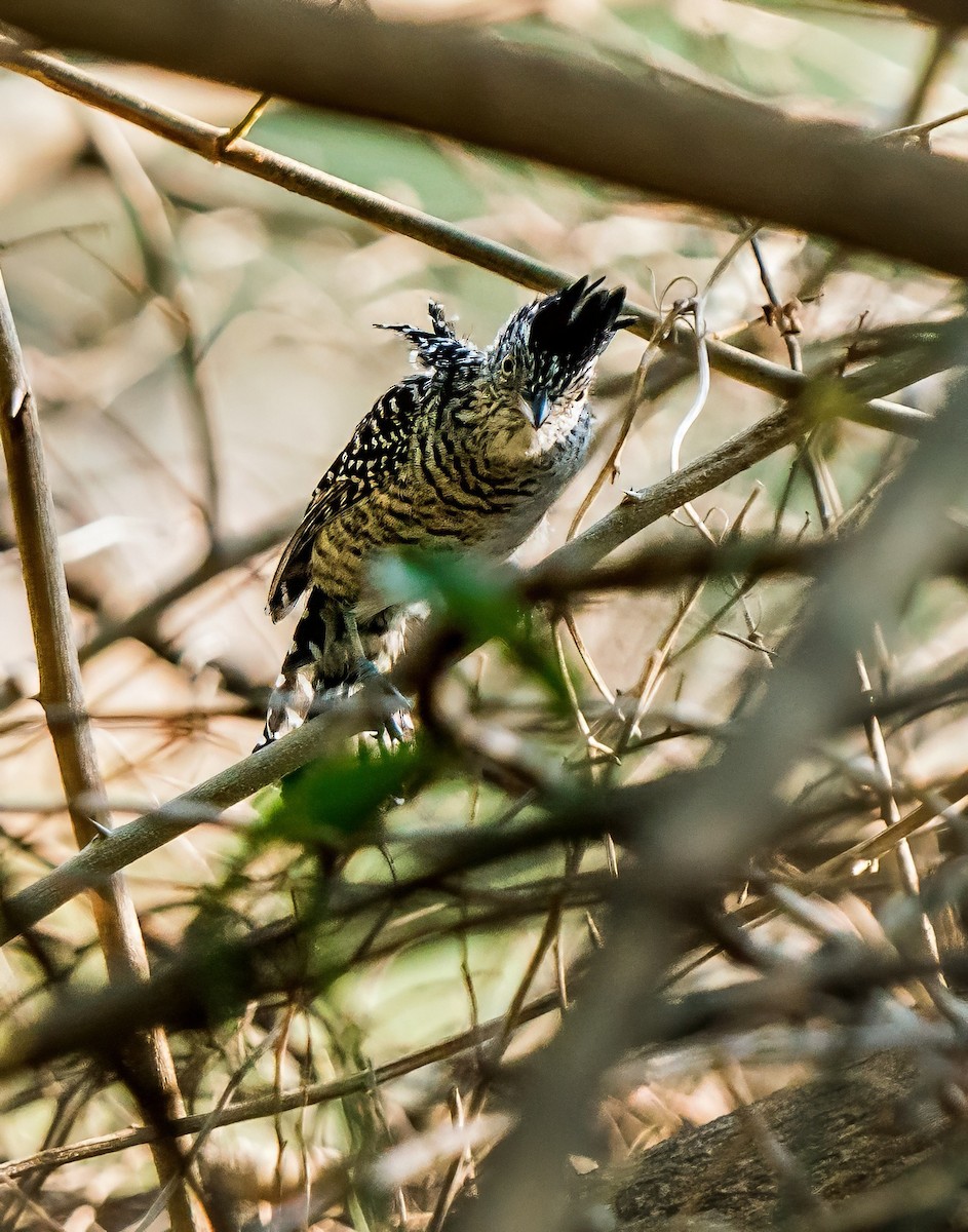 båndmaurvarsler - ML647600612