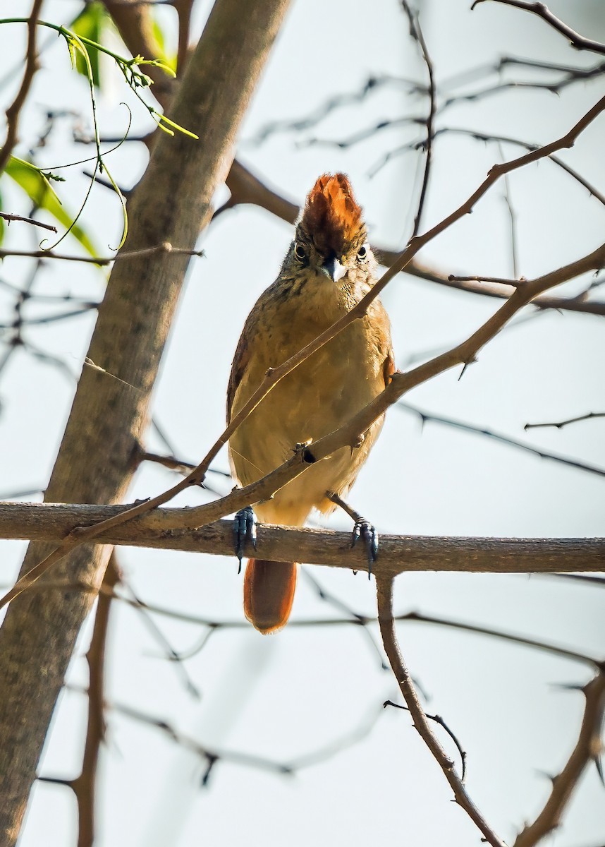 båndmaurvarsler - ML647600613