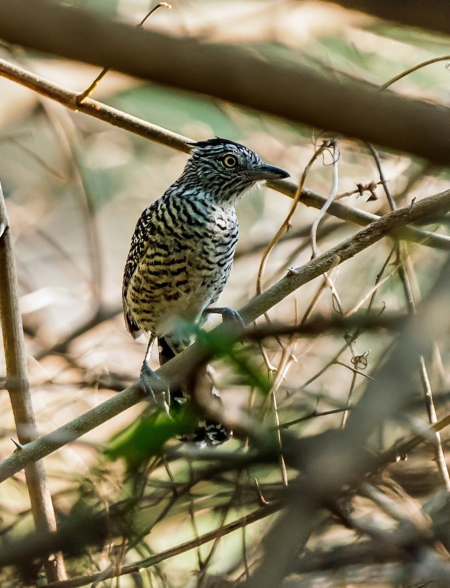 båndmaurvarsler - ML647600614