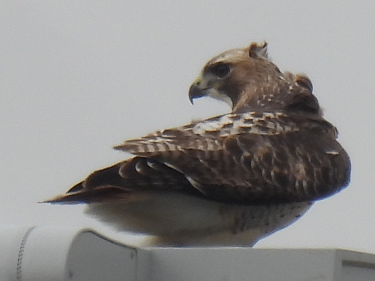 rødstjertvåk - ML647600615