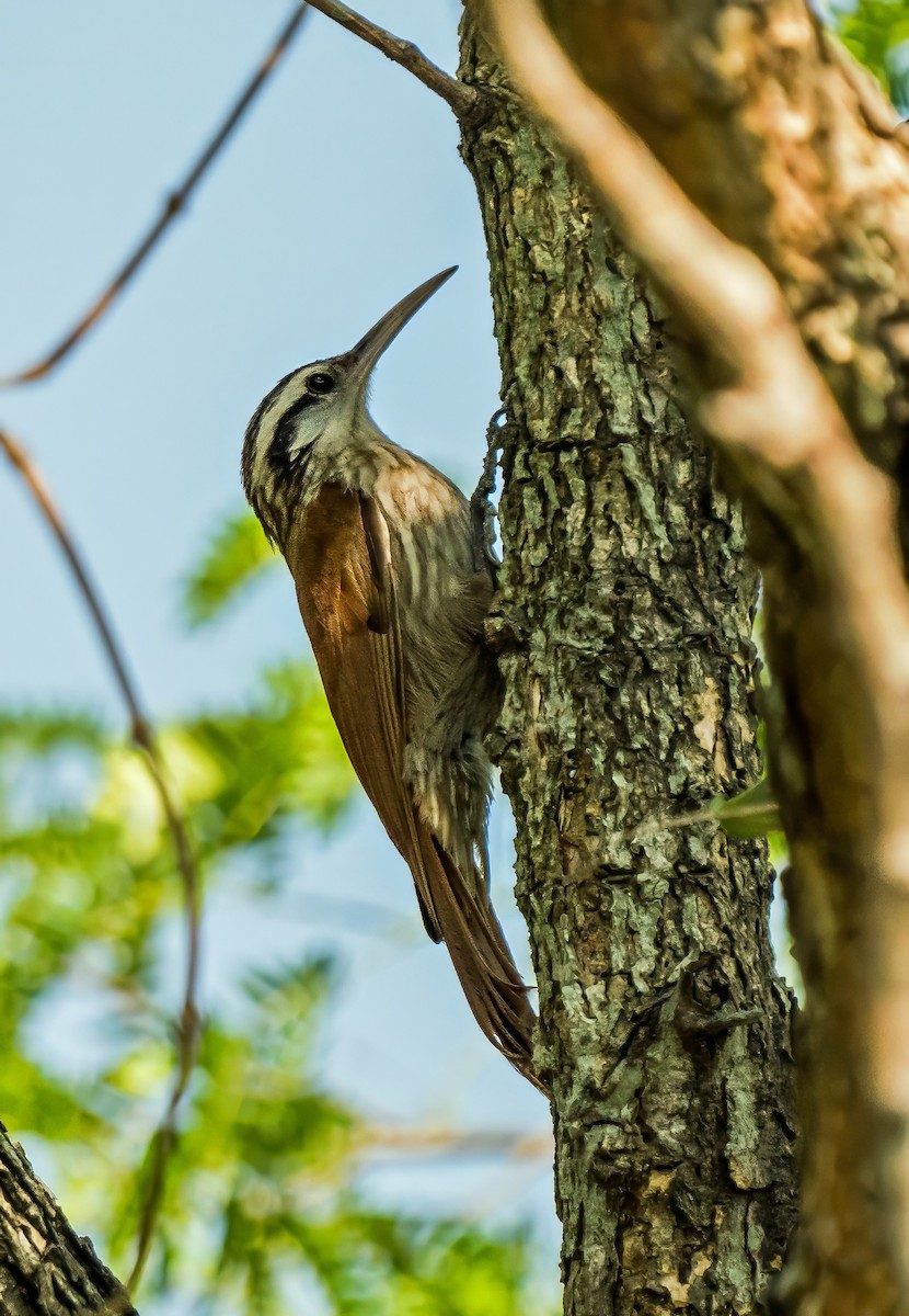 hvitbryntreløper - ML647600616