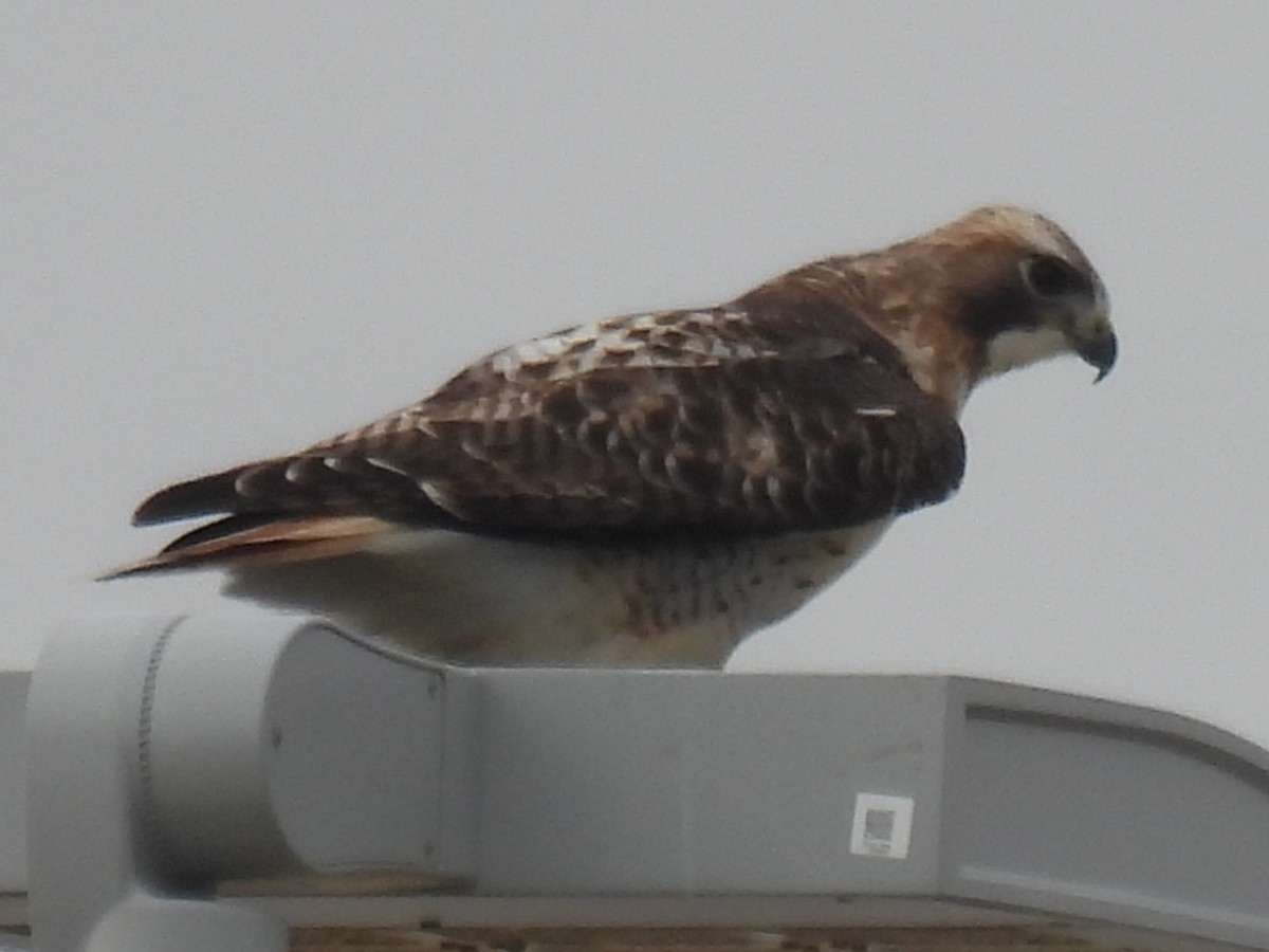 rødstjertvåk - ML647600617