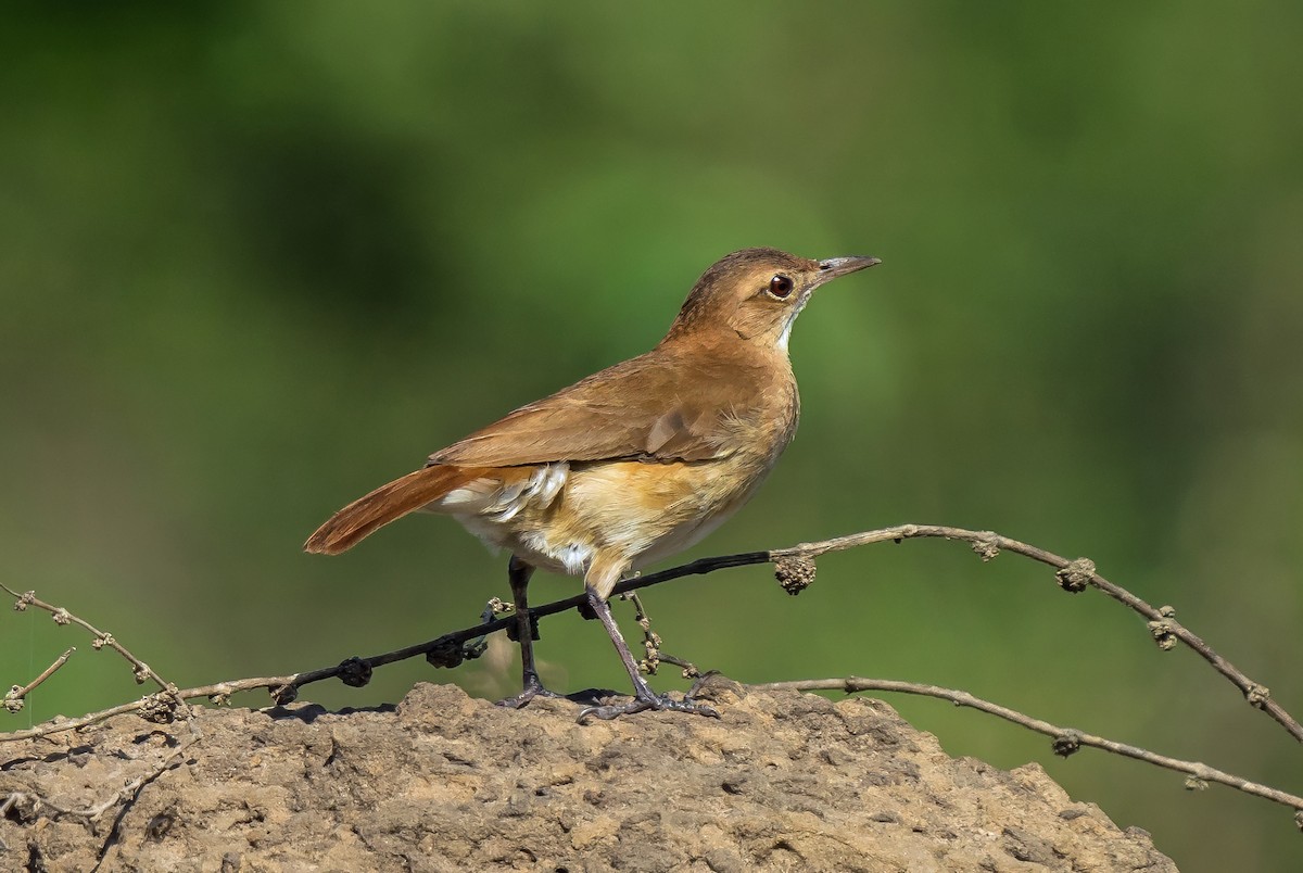 haciendaovnfugl - ML647600618