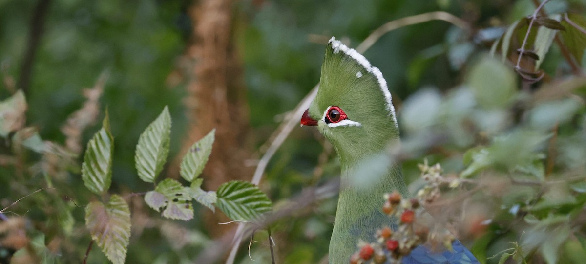 natalturako - ML647600619