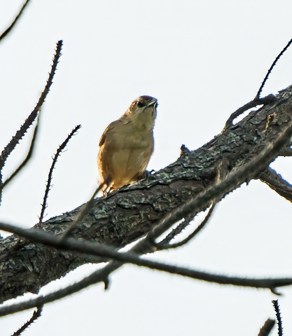 rustpannetornfugl - ML647600620