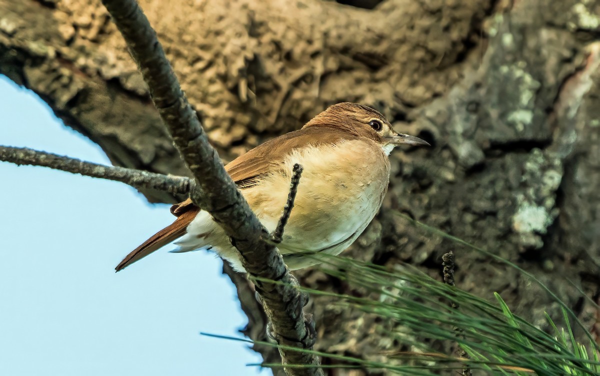 rustpannetornfugl - ML647600621