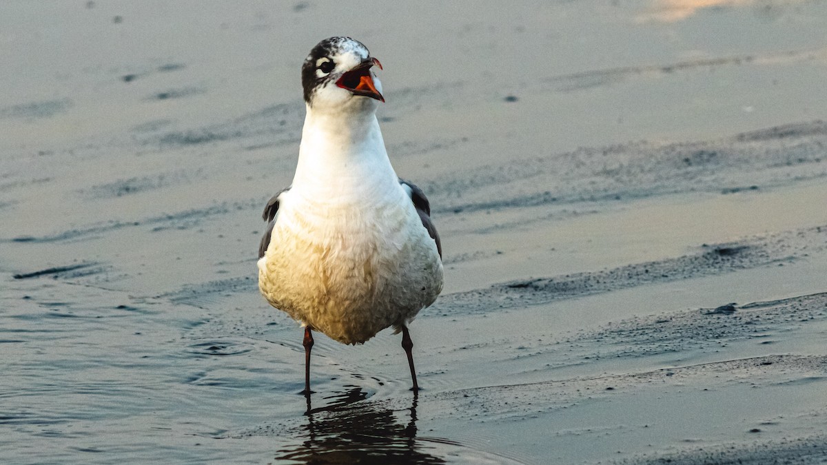 lattermåke - ML647600622