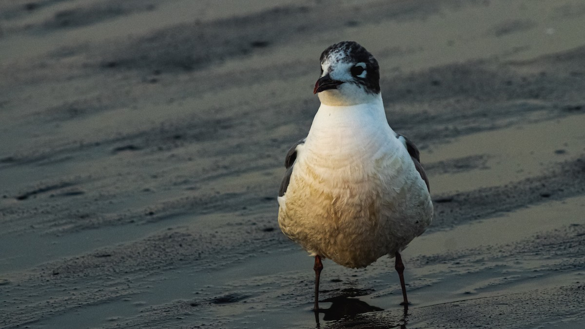 lattermåke - ML647600623