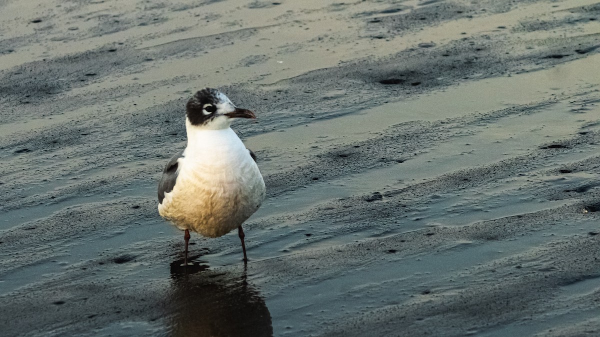 lattermåke - ML647600624