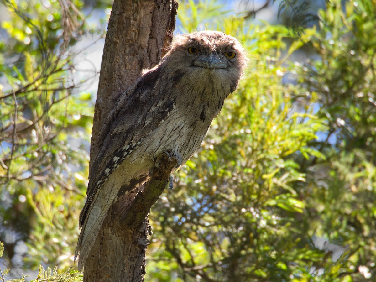 Avustralya Kocaağzı - ML647600644