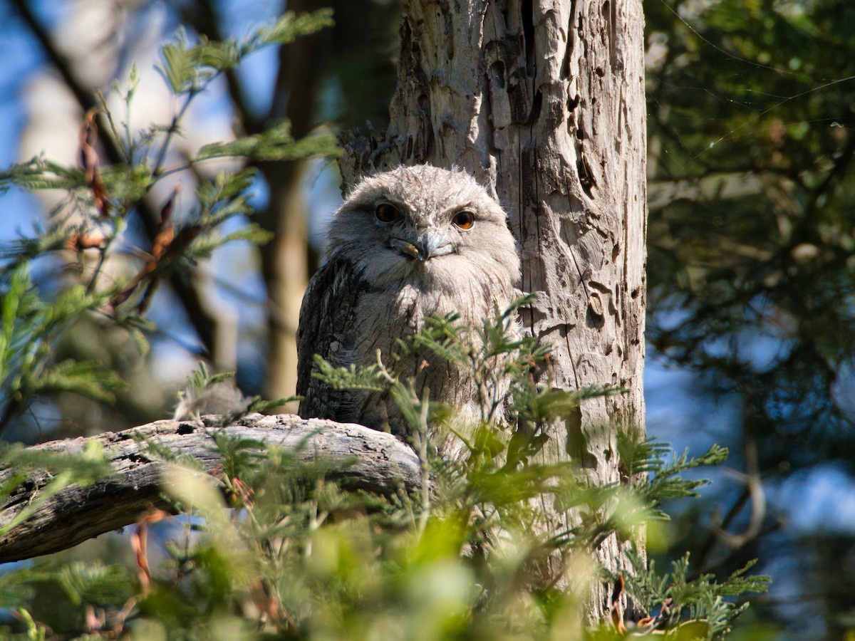 Avustralya Kocaağzı - ML647600645