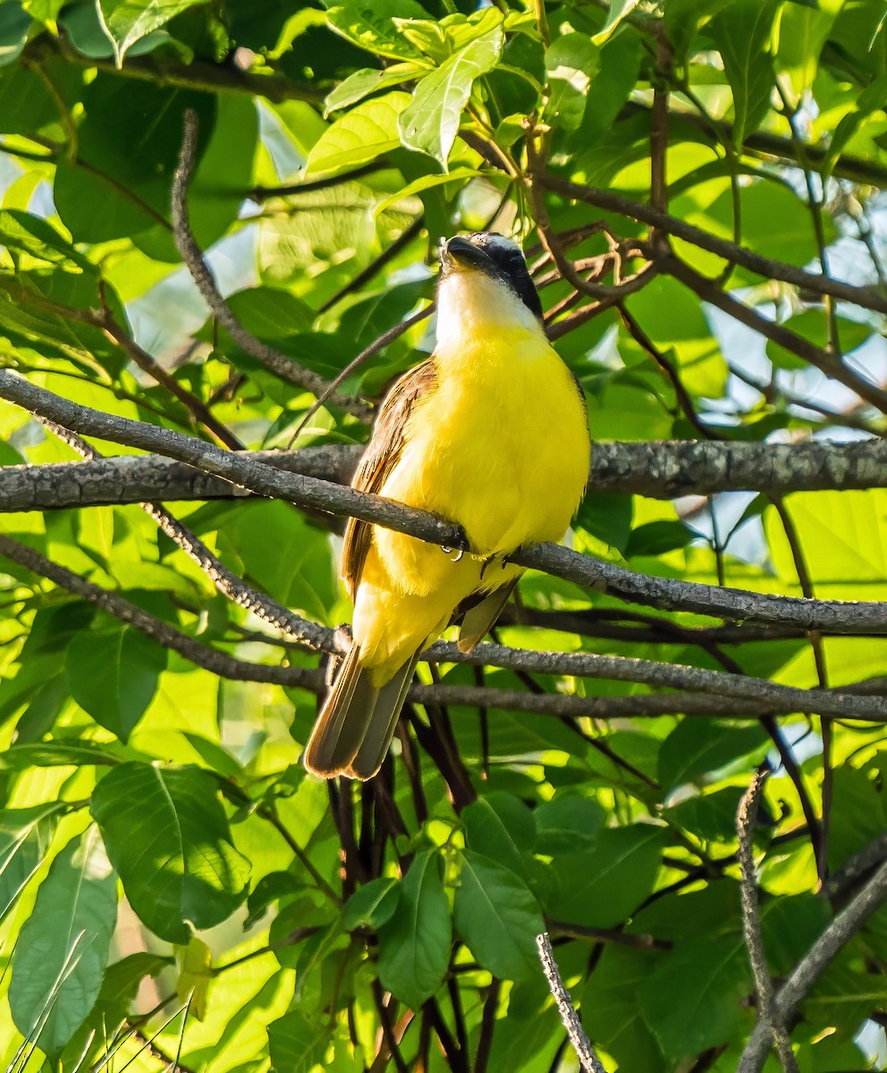 Boat-billed Flycatcher - ML647600650
