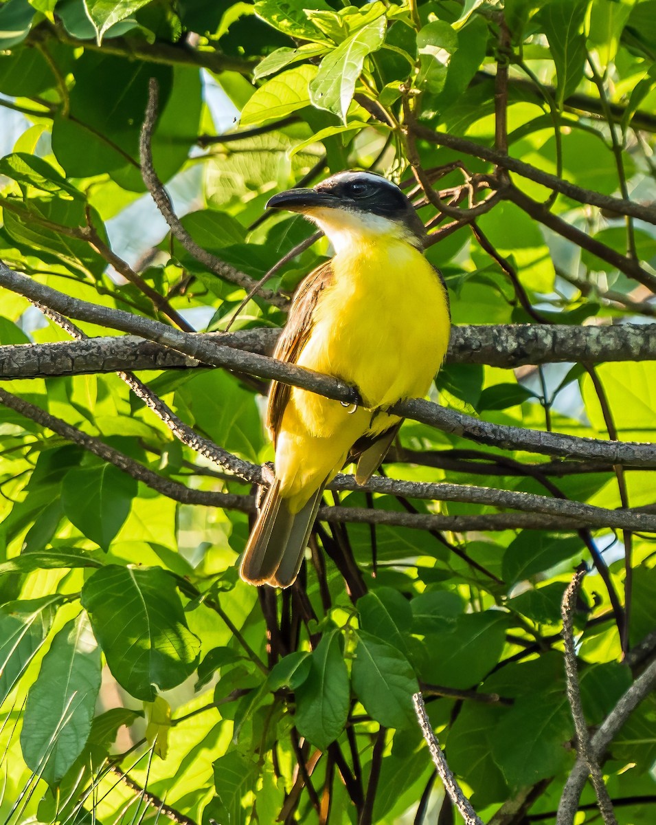 Boat-billed Flycatcher - ML647600651
