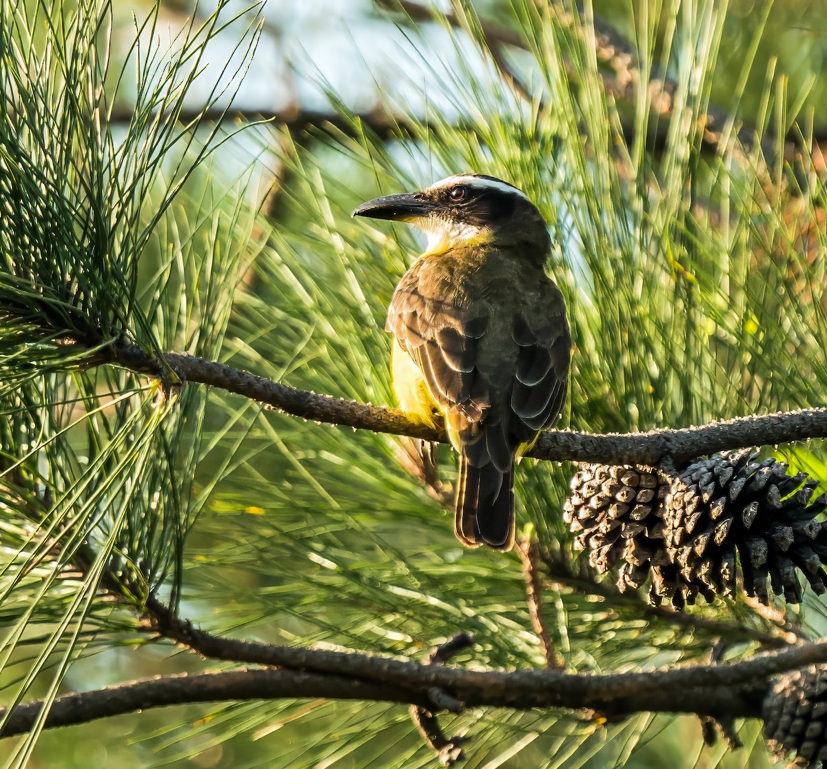 Boat-billed Flycatcher - ML647600652