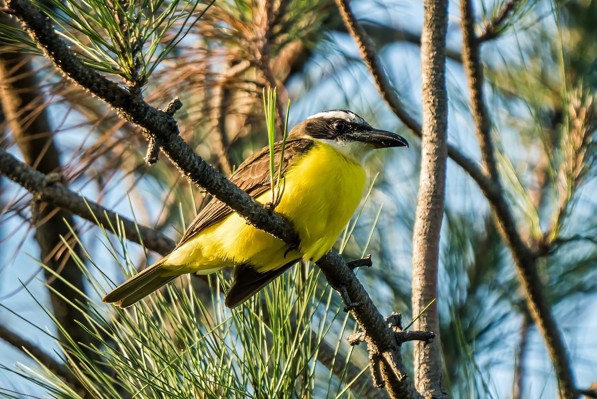 Boat-billed Flycatcher - ML647600653