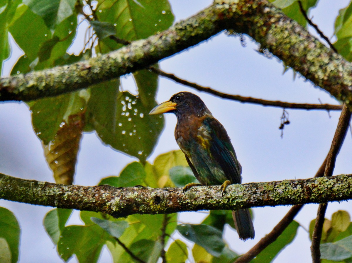 Great Barbet - ML647600654
