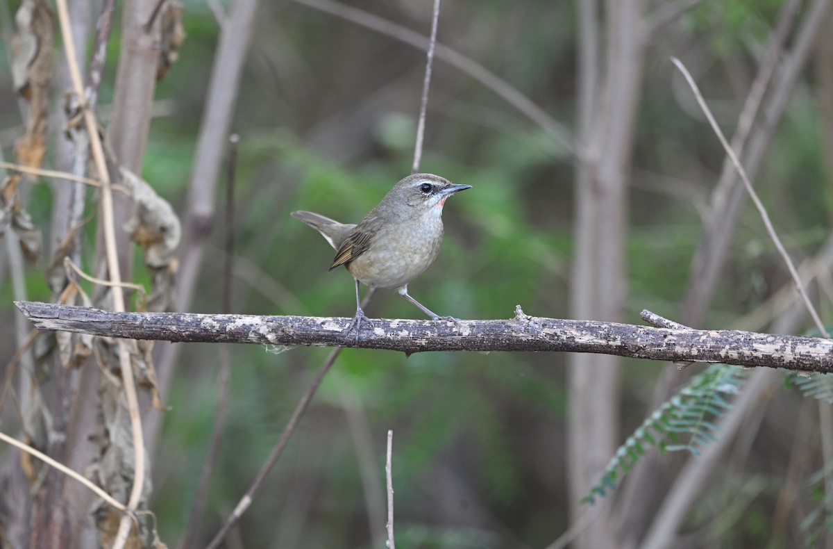 Papogorri siberiarra - ML647600658