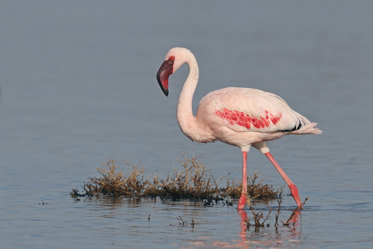 Малый фламинго - ML647600661