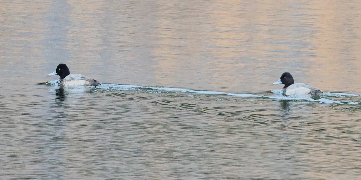 Lesser Scaup - ML647600673