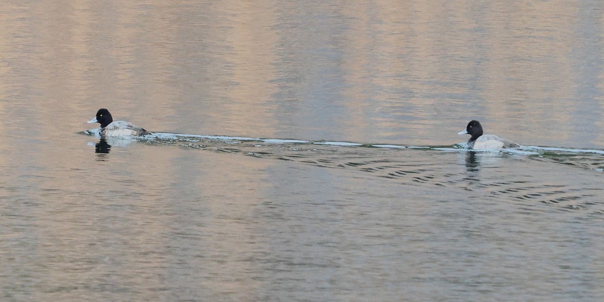 Lesser Scaup - ML647600674