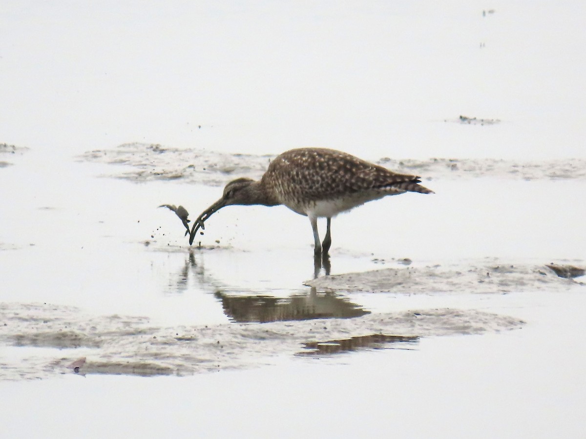 Kurlinta bekainduna - ML647600679