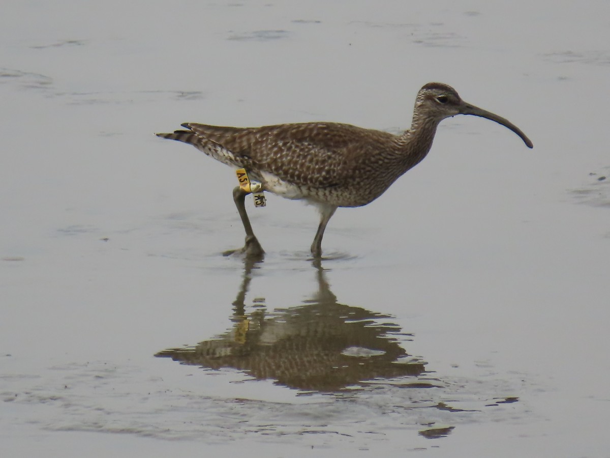 Kurlinta bekainduna - ML647600680