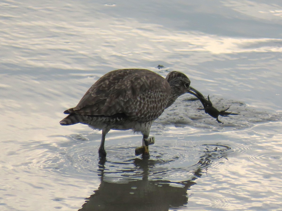 Kurlinta bekainduna - ML647600681