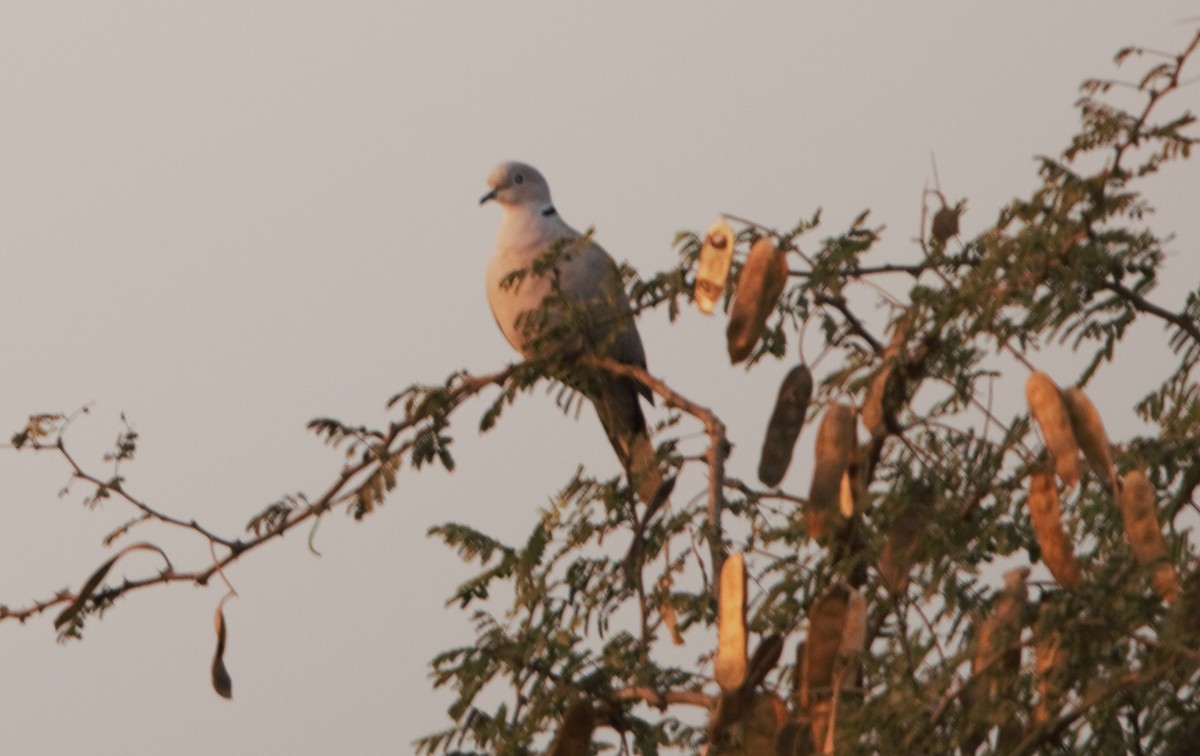 Usapal turkiarra - ML647600682